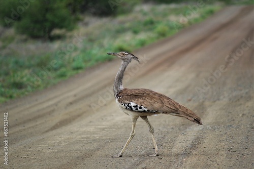 Foto a kori bustard crossing the road