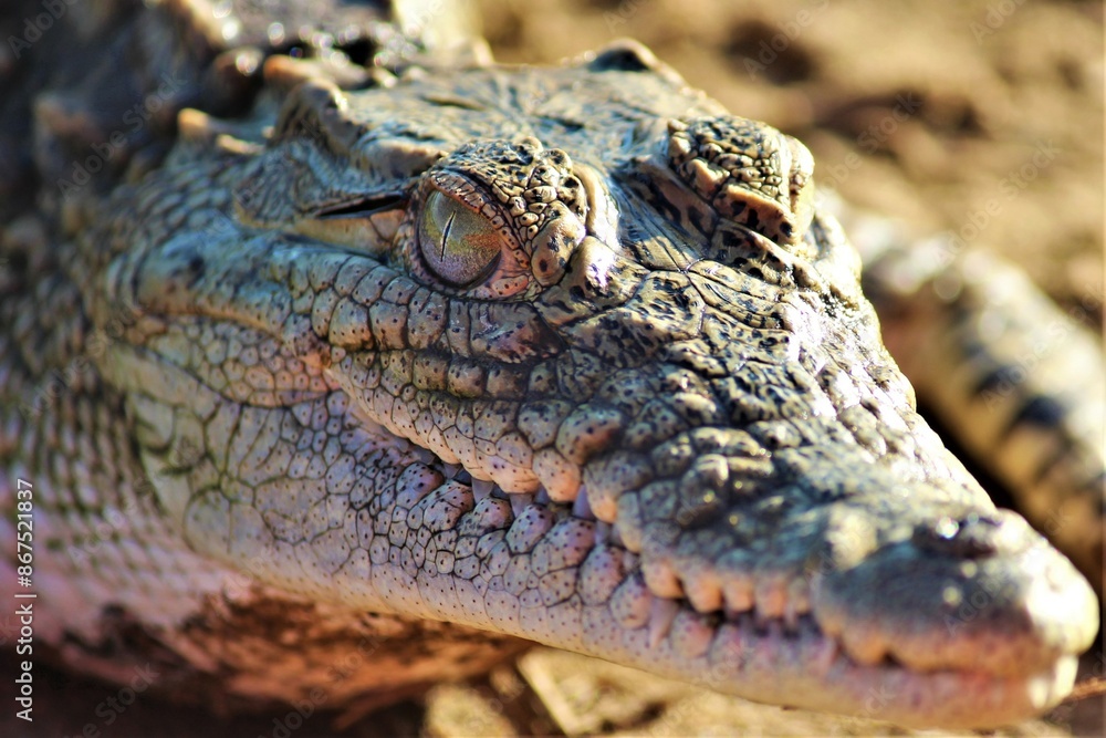 Fototapeta premium a close up of a crocodile