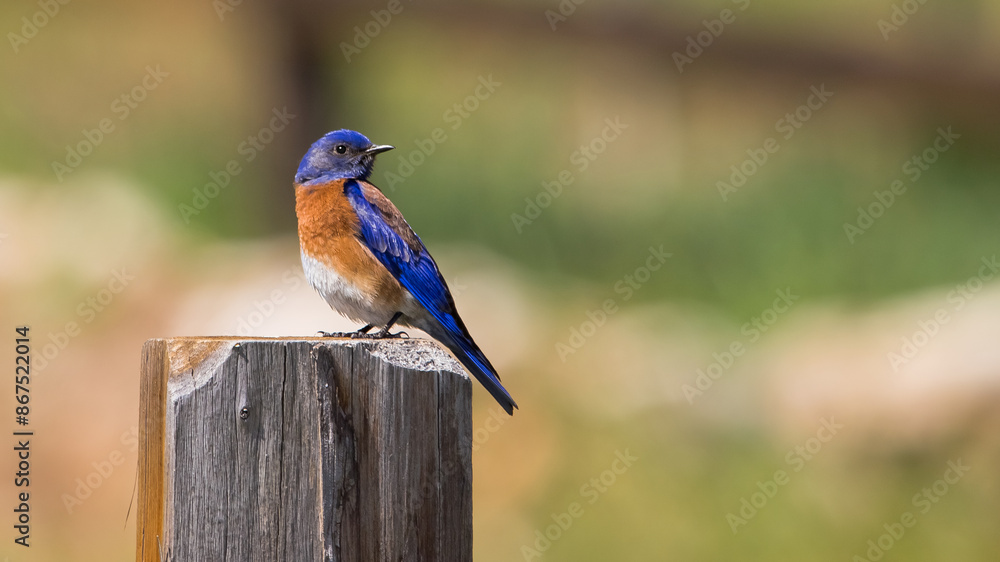 Close-up color profile photo of a beautiful Western Bluebird looking backwards while sitting on a wooden fence post with a soft de-focused and blurred background. Copy space. Close-up color profile photo of a beautiful Western Bluebird looking backwards while sitting on a wooden fence post with a soft de-focused and blurred background. Copy space.