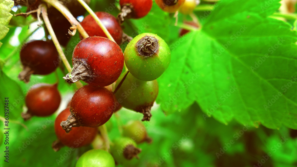 green unripe blackcurrant berries on a sunny day, macro photo green unripe blackcurrant berries on a sunny day, macro photo