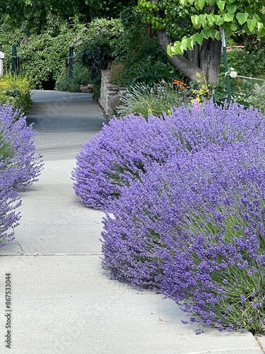 beautiful lavender hedge along a sidewalk, blue flowers, xeriscape garden