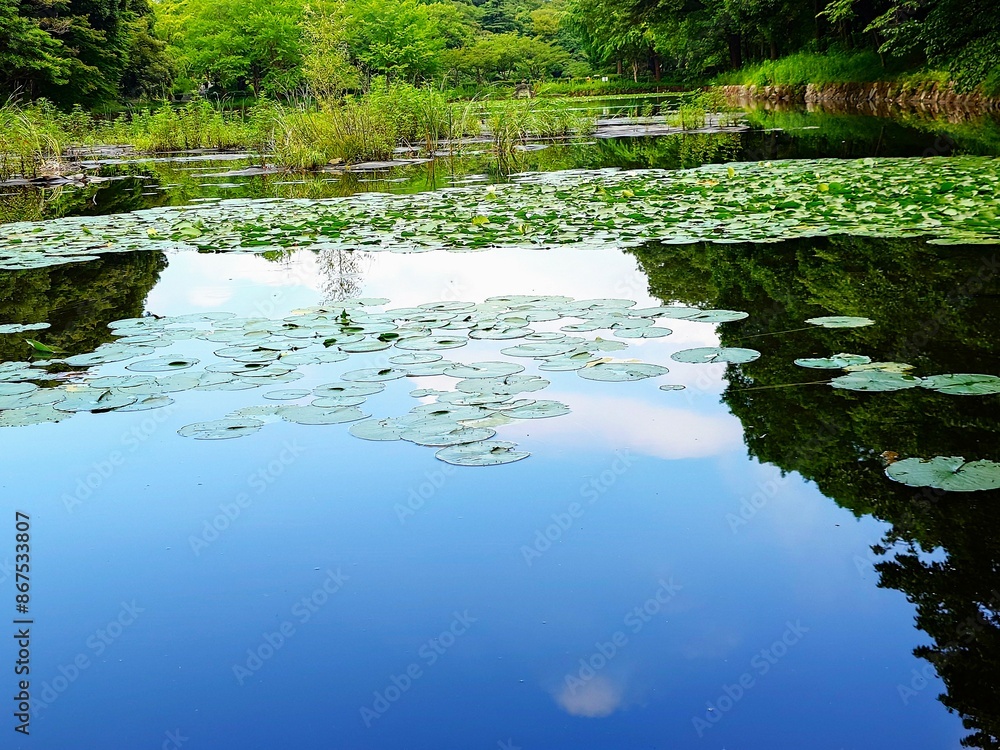reflection of trees and sky in water reflection of trees and sky in water