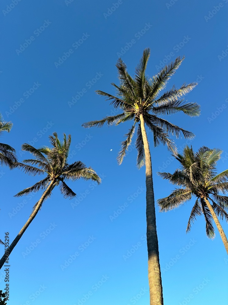 Obraz premium palm tree on blue sky
