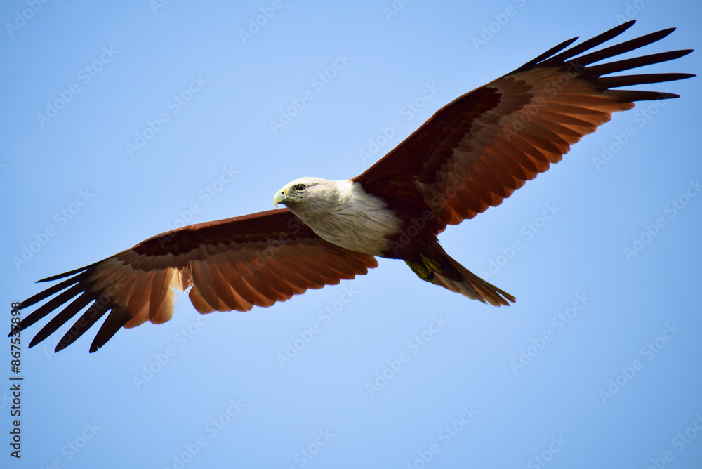 Obraz premium Brahminy Kite in flight