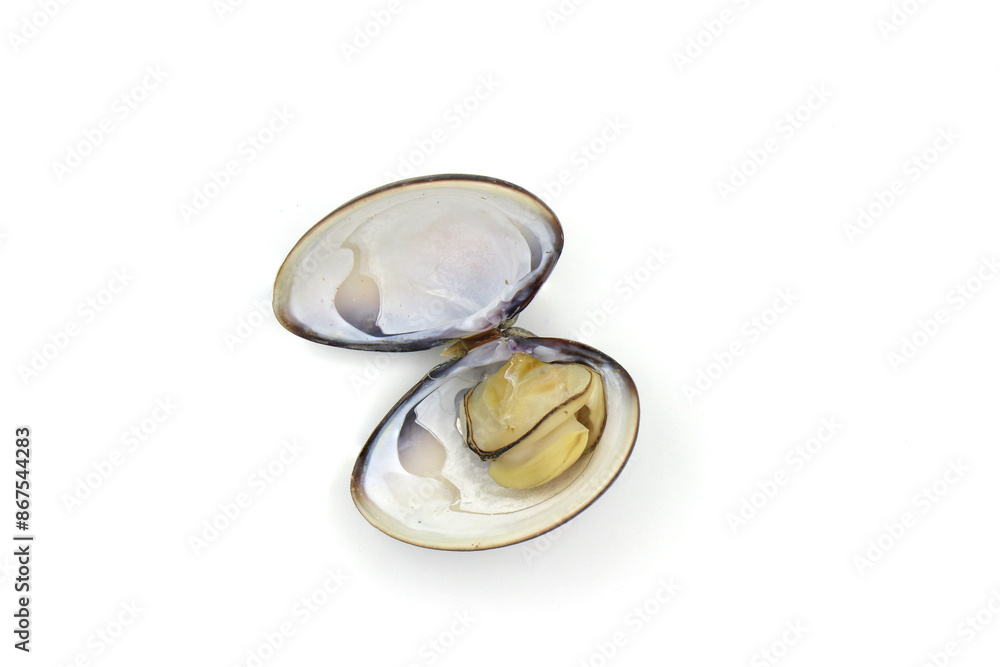 Closed up fresh baby clams, venus shell, shellfish, carpet clams, short necked clams, as raw food from the sea are the seafood ingredients. fresh clams Background. seafood.Isolated on white background Closed up fresh baby clams, venus shell, shellfish, carpet clams, short necked clams, as raw food from the sea are the seafood ingredients. fresh clams Background. seafood.Isolated on white background