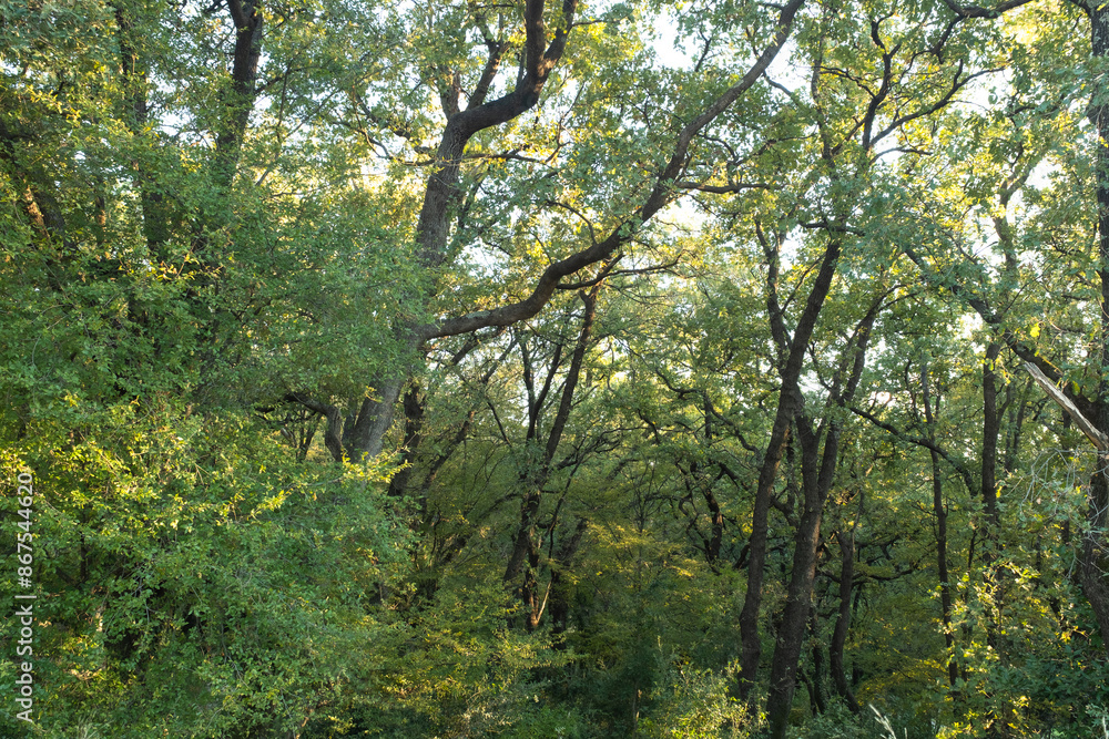 Fototapeta premium Forest landscape. Summer fairy forest with bright sunny rays shining through the trees for publication, poster, calendar, screensaver, wallpaper, post, banner, cover. High quality photo