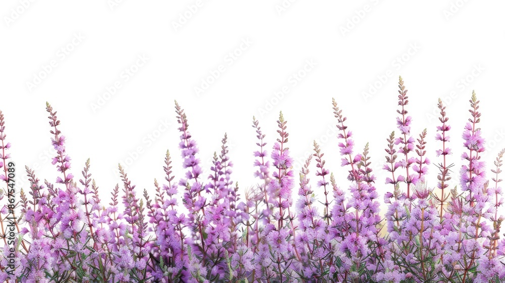 Naklejka premium Winter flowering heather Erica carnea blooms against a white backdrop