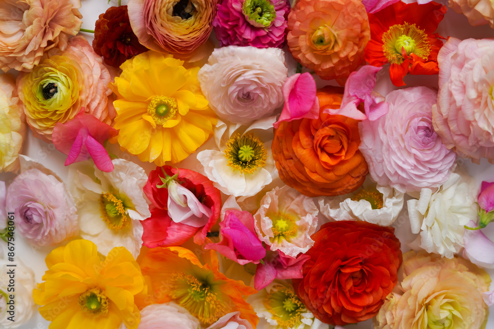 bright background, abstract composition of different colored flowers, top view bright background, abstract composition of different colored flowers, top view