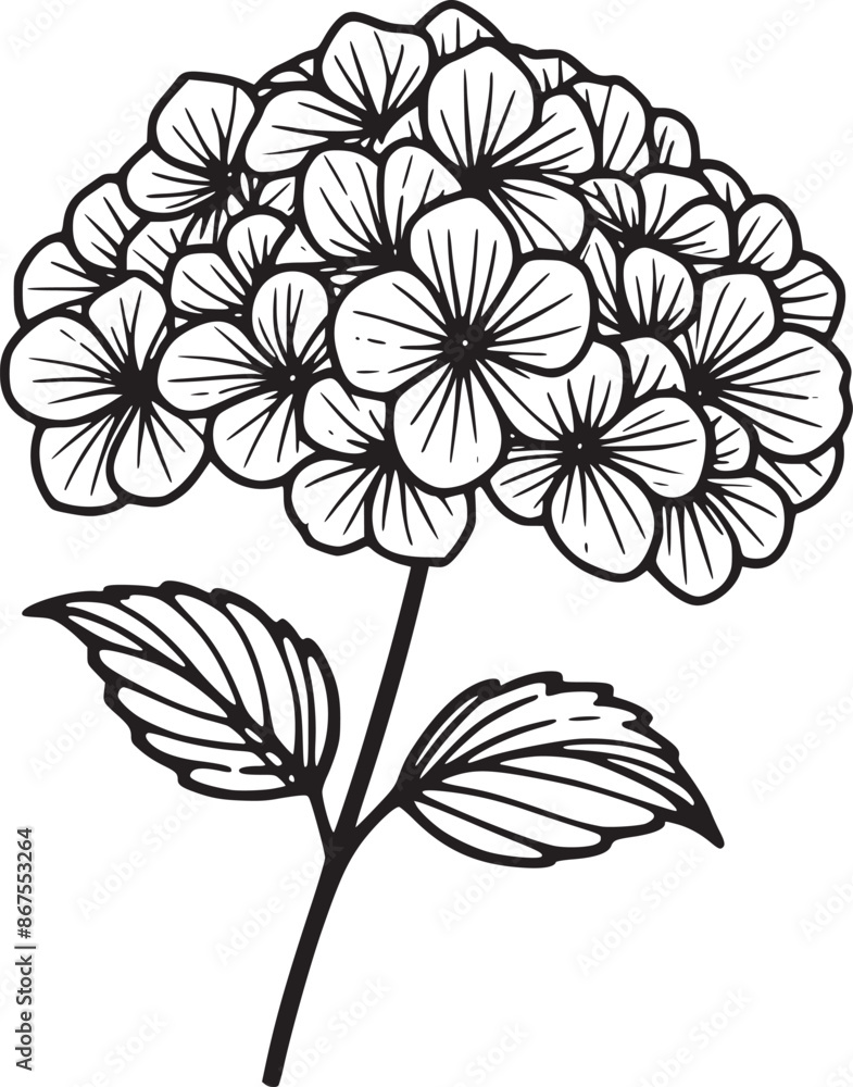 This is a black and white line drawing of a hydrangea flower. The drawing features a large, rounded cluster of small, delicate flowers, each with five petals. The cluster is supported by a single stem This is a black and white line drawing of a hydrangea flower. The drawing features a large, rounded cluster of small, delicate flowers, each with five petals. The cluster is supported by a single stem