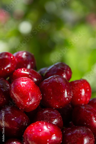 A bunch of red cherries are sitting on a green background. The cherries are wet and shiny, and they are arranged in a pile. Concept of freshness and abundance, as the cherries are ripe