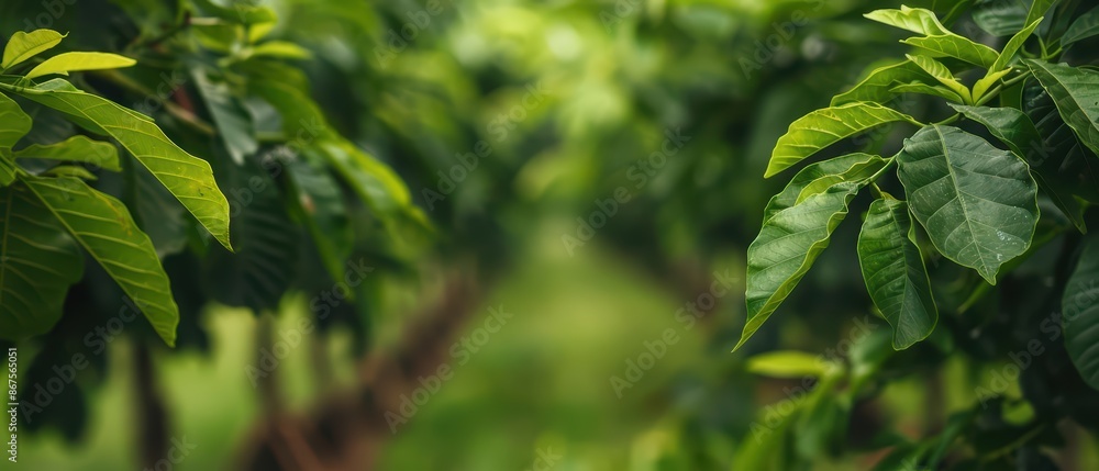 Tamarind trees cultivated with cyber irrigation and growth tracking systems Tamarind trees cultivated with cyber irrigation and growth tracking systems