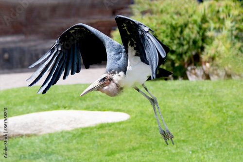 Majestic large African carrion bird Marabou stork Leptoptilos crumeniferus with magnificent powerful wingspan flies over green grass in natural habitat photo