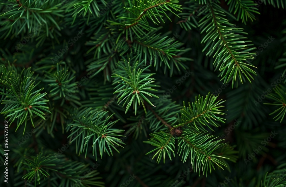 Vibrant Evergreen Branches with Rich Green Needles Vibrant Evergreen Branches with Rich Green Needles
