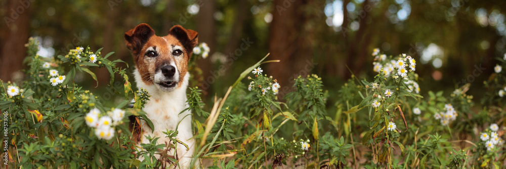 Fototapeta premium fox terrier dog close up portrait sitting in flowers