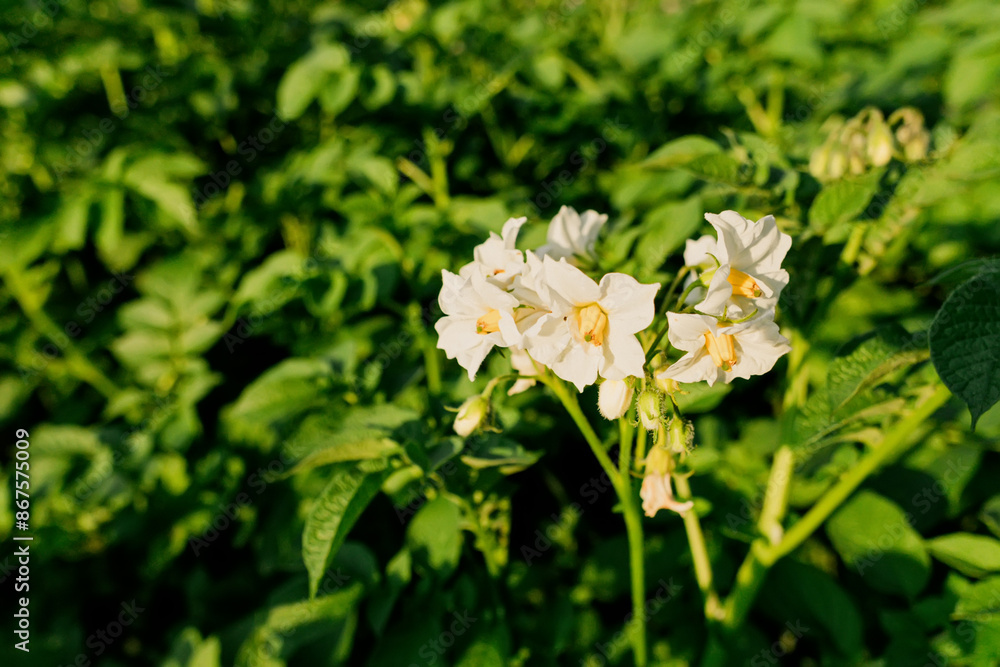 Flowering potato. Potato flowers blossom in sunlight grow in plant Flowering potato. Potato flowers blossom in sunlight grow in plant