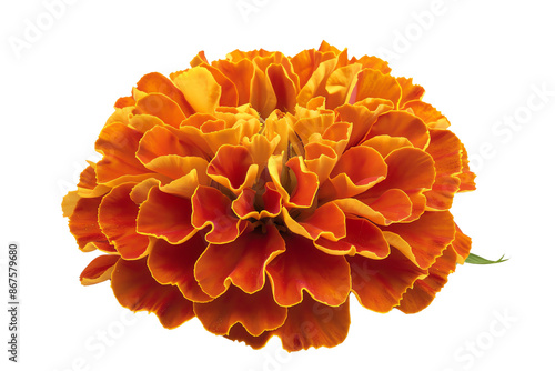 Close-up of a vibrant orange marigold flower with intricate petals isolated on a white background, perfect for floral and nature themes. photo