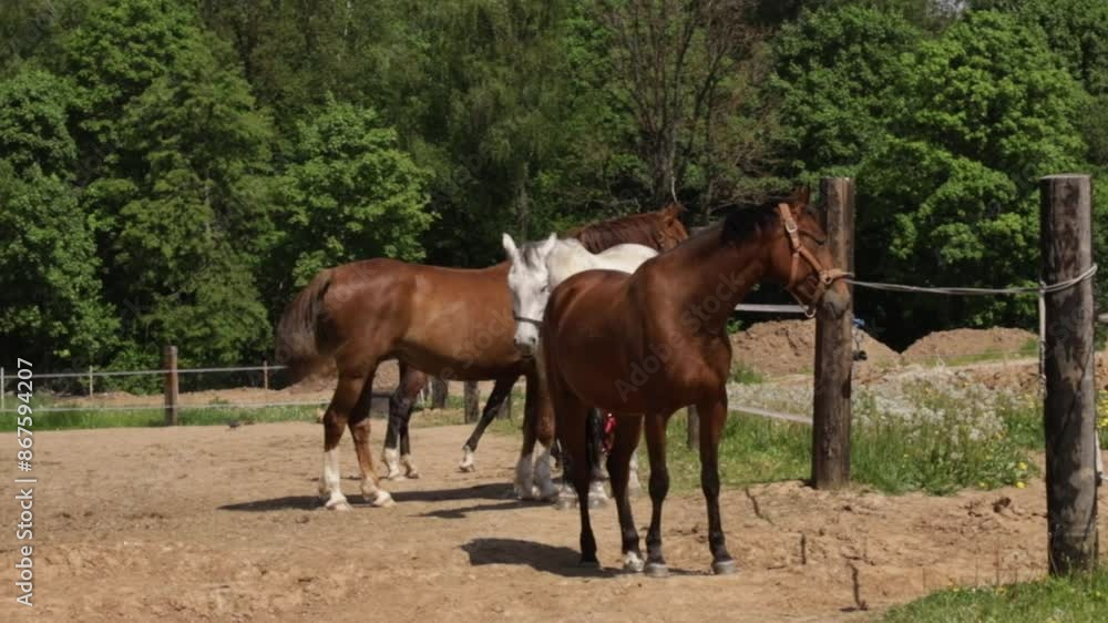 Horses graze in the meadow, equine herd in green field, rural landscape under blue sky. Horses graze in the meadow, equine herd in green field, rural landscape under blue sky.