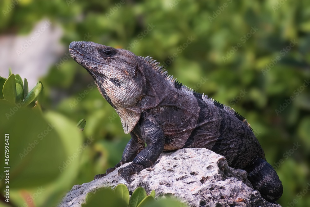 Fototapeta premium Closeup shot of a black iguana on a stone in a forest against blur green background