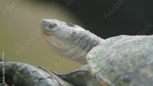 Close-up shot of Turtle. 4K Resolution photo
