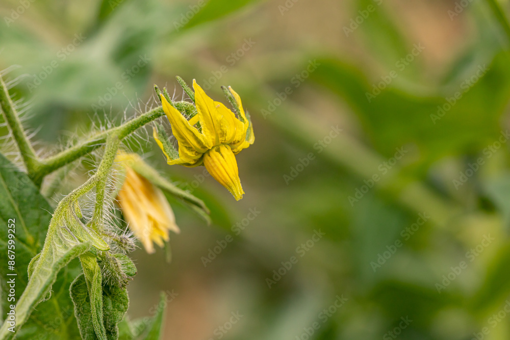 Yellow flower blooming on tomato plant. Gardening, organic produce and home garden concept. Yellow flower blooming on tomato plant. Gardening, organic produce and home garden concept.