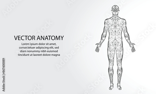 Human body. Abstract vector. Digital anatomy, Medical technology, Muscle structure, Health innovation, 3D model, DNA biotechnology, Body system, Science medicine, Healthy anatomy concept