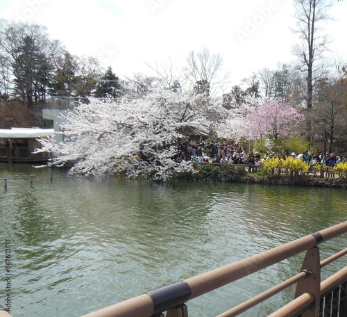 Inokashira Park is famous in Kichijoji, Tokyo, Japan. It has the same name as the main character of 