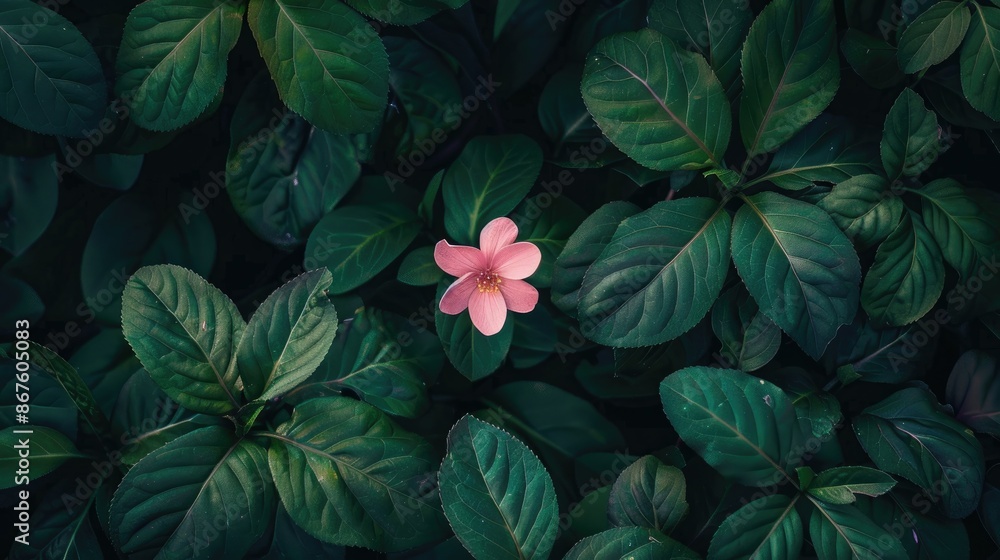 Pink Blossom Surrounded by Verdant Leaves Pink Blossom Surrounded by Verdant Leaves