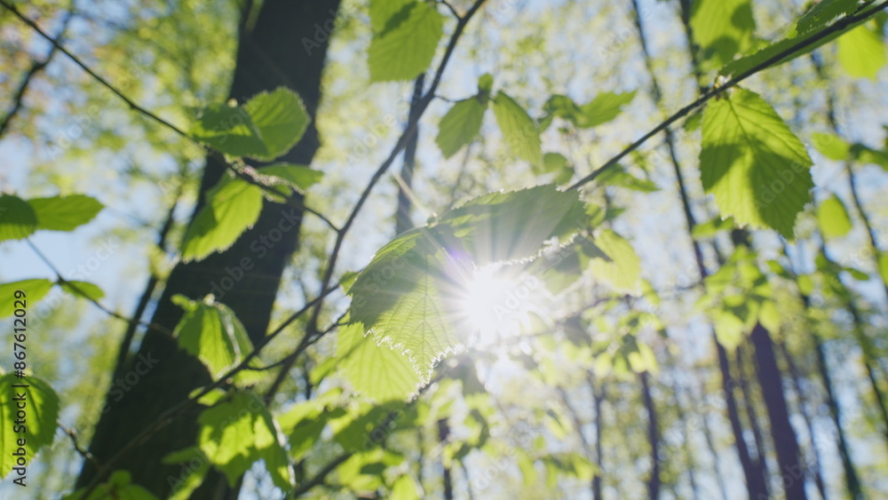 Fototapeta premium Sky Through Trees. Sun Shines Into Camera Through Green Leaves On Tree Branches Swaying In Wind. Green Foliage Of Tree And Bright Sunlight Bursting Through Leaves.