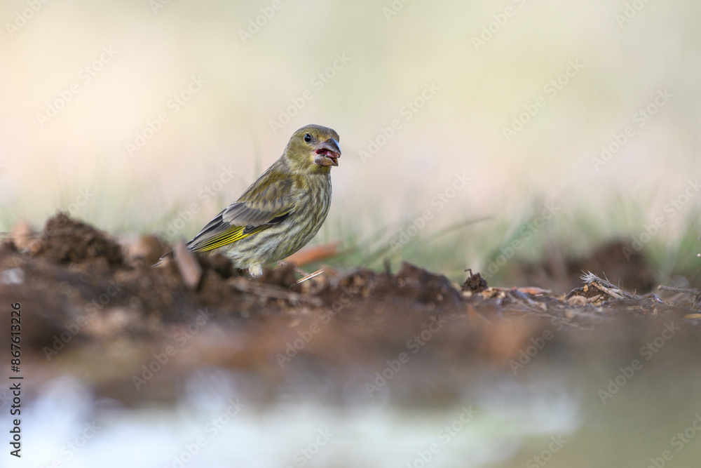 Fototapeta premium Close-up shot of European Greenfinch
