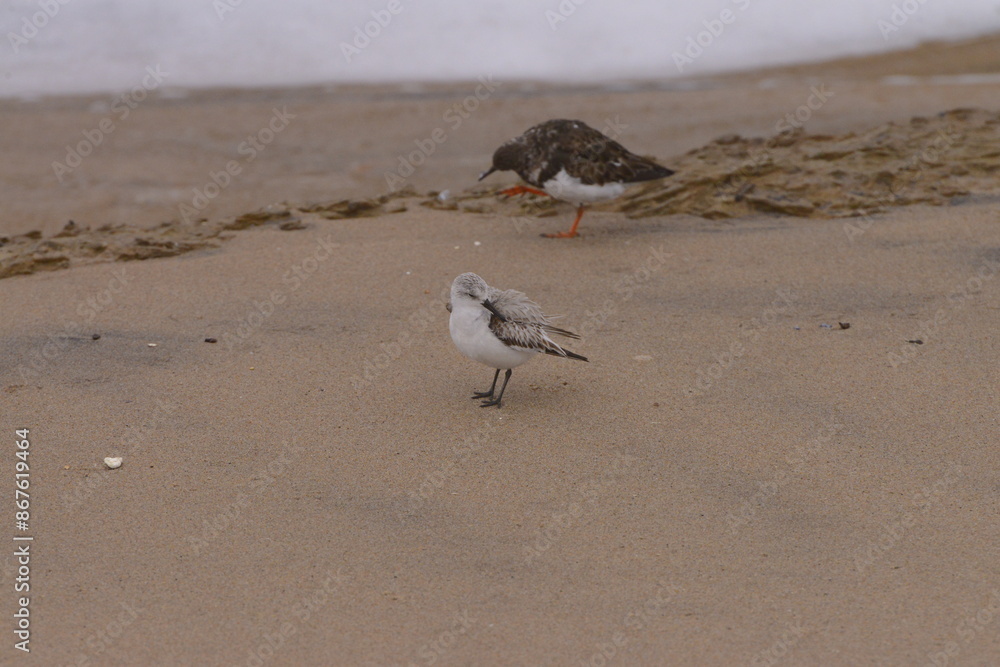 The ruddy turnstone (Arenaria interpres) The ruddy turnstone (Arenaria interpres)