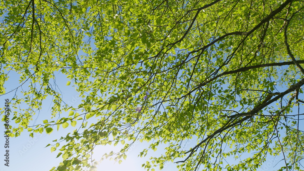 Fototapeta premium Birch Branches With Young Green Leaves. Birch Branches In Sunlight. Beautiful Green Natural Background. Birch Tree In A Sunny Spring Day.