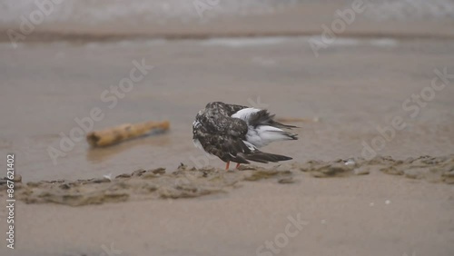 he ruddy turnstone (Arenaria interpres)