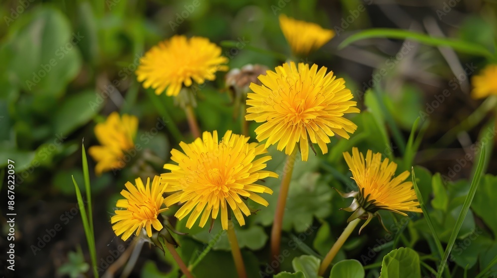 Yellow dandelion flowers in spring close up with medicinal and culinary uses Yellow dandelion flowers in spring close up with medicinal and culinary uses