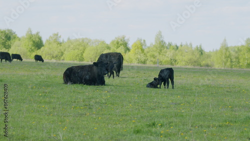 Herd Of Black Angus Cows Grazing In Meadow. Cows On A Summer Pasture. Cows On Field. Long Pasture.