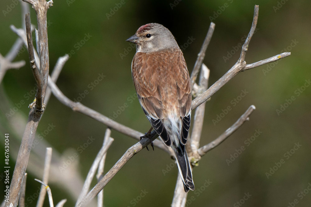 Linotte mélodieuse,.Linaria cannabina, Common Linnet Linotte mélodieuse,.Linaria cannabina, Common Linnet