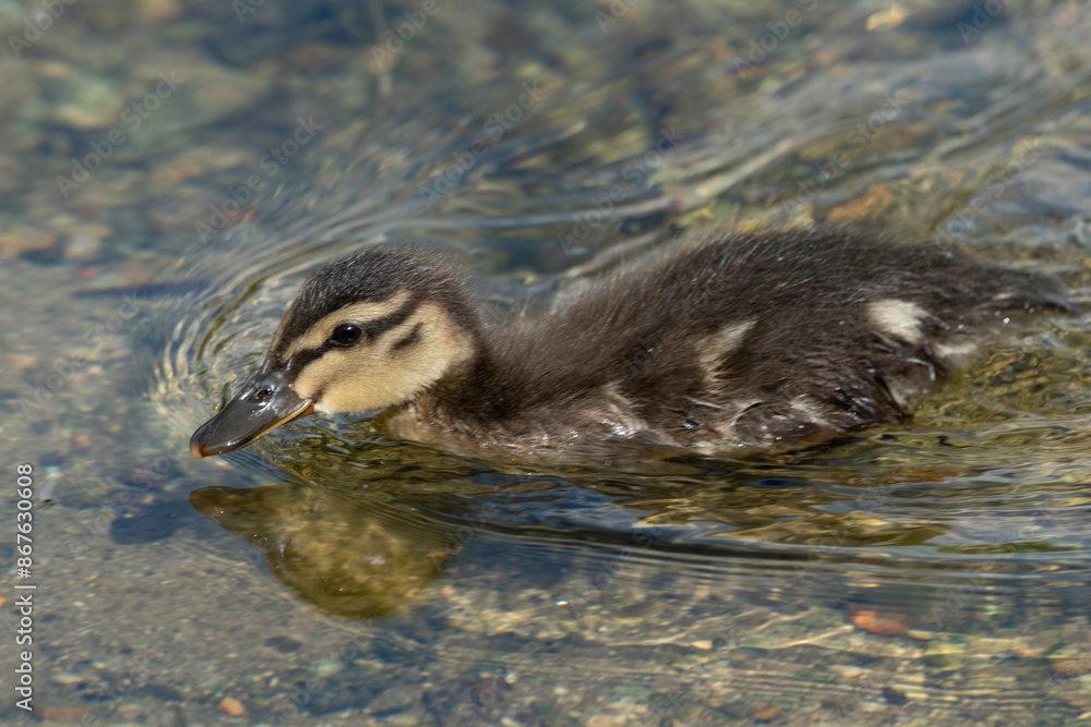 Canard colvert,. Anas platyrhynchos, Mallard, mâle Canard colvert,. Anas platyrhynchos, Mallard, mâle