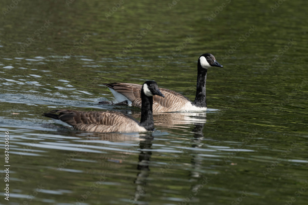 Bernache du Canada,.Branta canadensis, Canada Goose, Bernache du Canada,.Branta canadensis, Canada Goose,