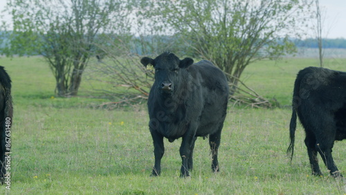 Wallpaper Mural Black Angus Cows Grazing On A Green Summer Meadow. Panorama Of Grazing Cows In A Meadow With Grass. Torontodigital.ca