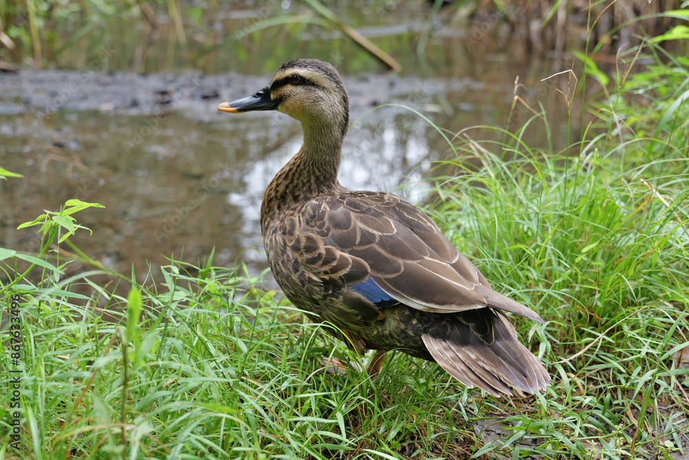 横浜, せせらぎ公園の野生の鴨 横浜, せせらぎ公園の野生の鴨