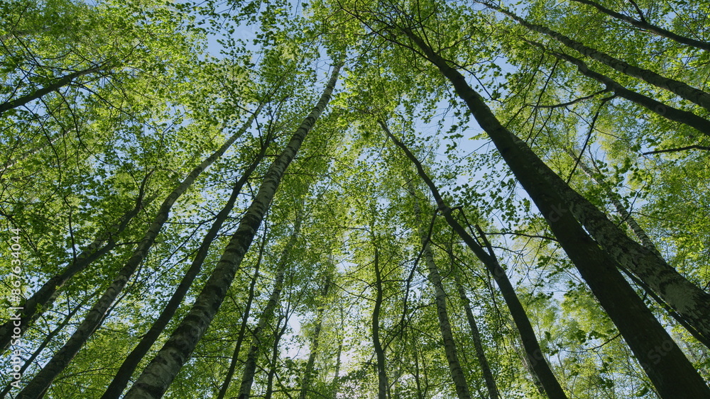 Fototapeta premium Beautiful Summer Day. Green Young Foliage Of Spring Or Summer Trees. Forest In Clear Sunlight With Blue Sky.