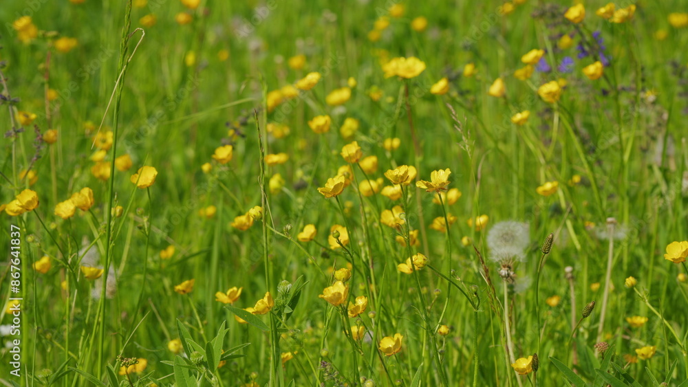 Obraz premium Yellow meadow flowers of buttercups on field. Yellow buttercups in meadow on sunny spring day.