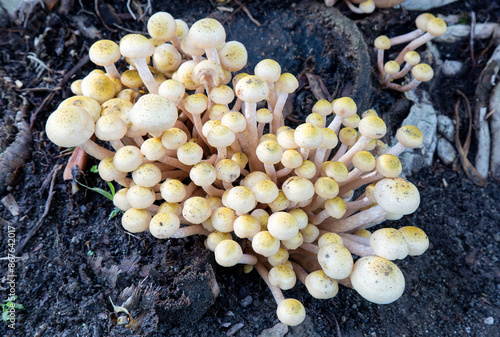Cuadro en lienzo Armillaria mellea, commonly known as honey fungus, is an edible basidiomycete fu