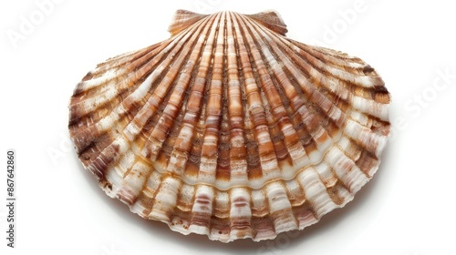 Closed fresh scallop isolated on a white background from the top perspective