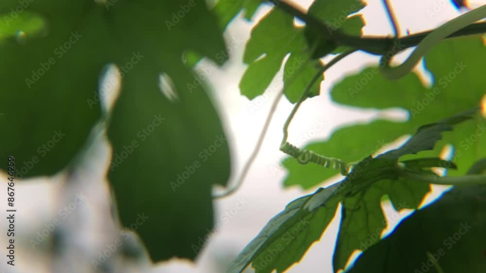 Fresh green bitter gourd leaves sway in the wind in the vegetable garden Fresh green bitter gourd leaves sway in the wind in the vegetable garden