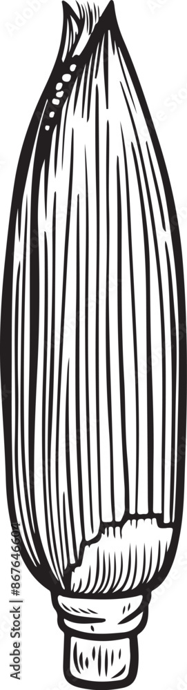 Maize vector line drawing isolated on white background. Maize vector line drawing isolated on white background.