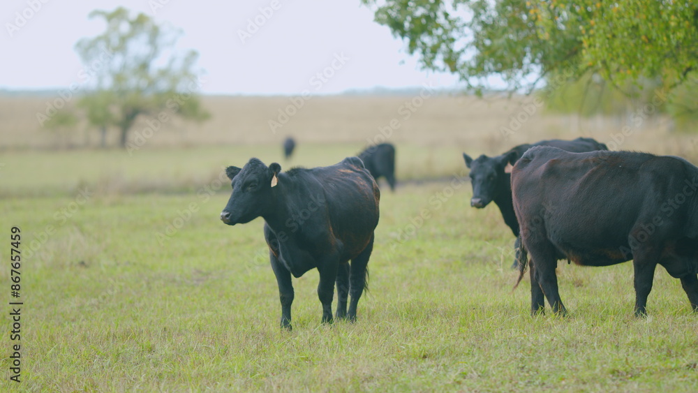 Fototapeta premium Cattle brazing in fields. Black angus cows as herd. Powerful black cow that eats grass. Real time.