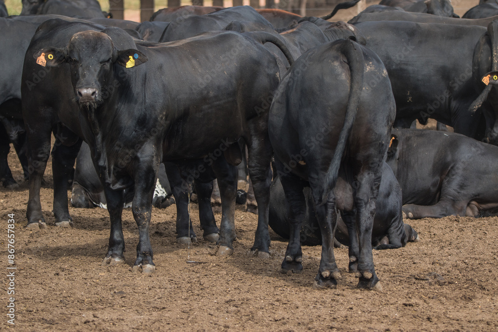 black steers in feed lot: black angus cattle black steers in feed lot: black angus cattle