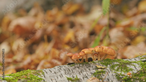 Huge number of mushrooms in forest. Honey fungus or armillaria mellea. Pan.