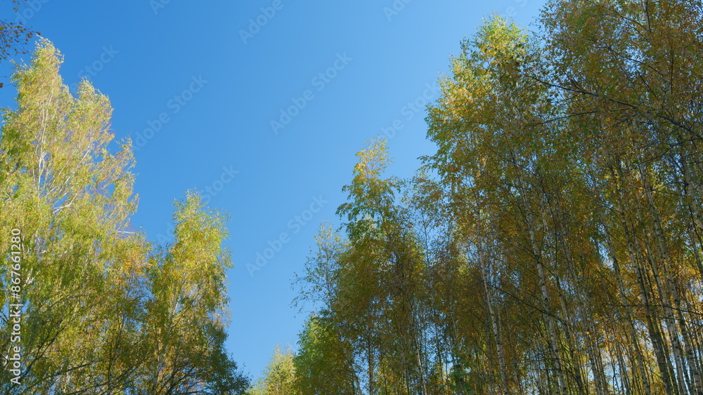 Obraz premium Autumn treetops background. Colorful autumn leaves and branches. Autumn abstract background. Low angle view.