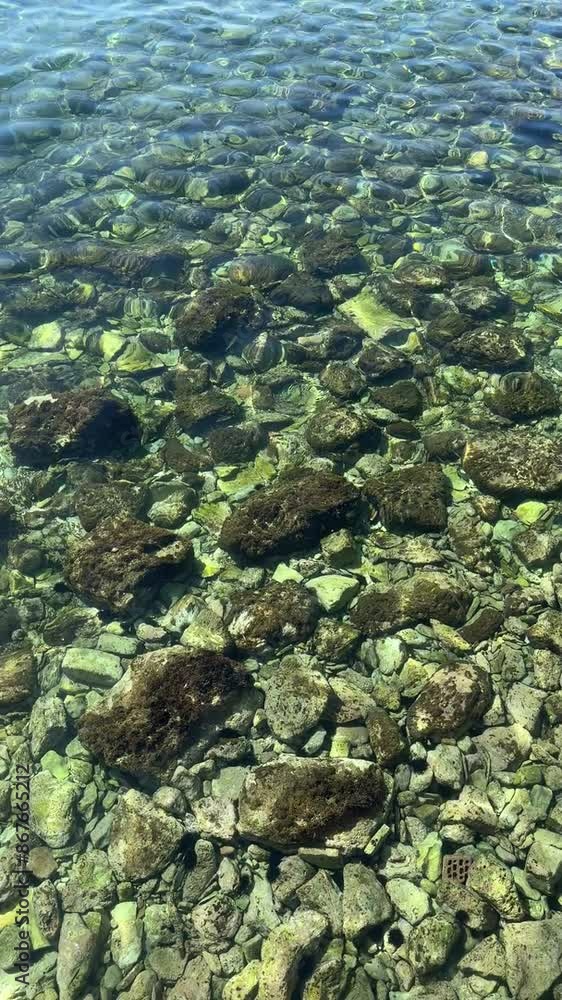Stones, pebbles, sea urchin in the crystal clear sea water, vertical video Stones, pebbles, sea urchin in the crystal clear sea water, vertical video